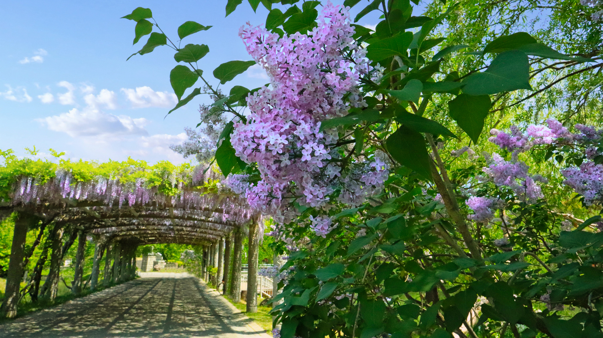 中島公園の藤の花とライラック