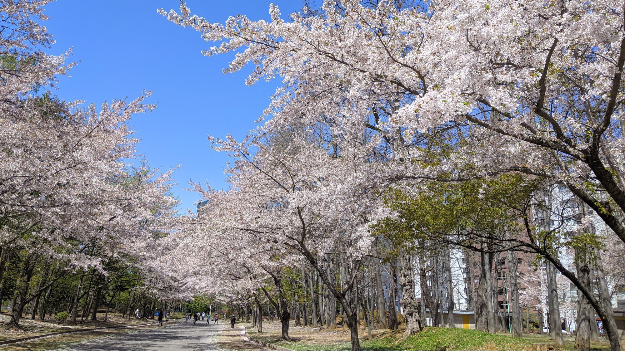中島公園の桜並木