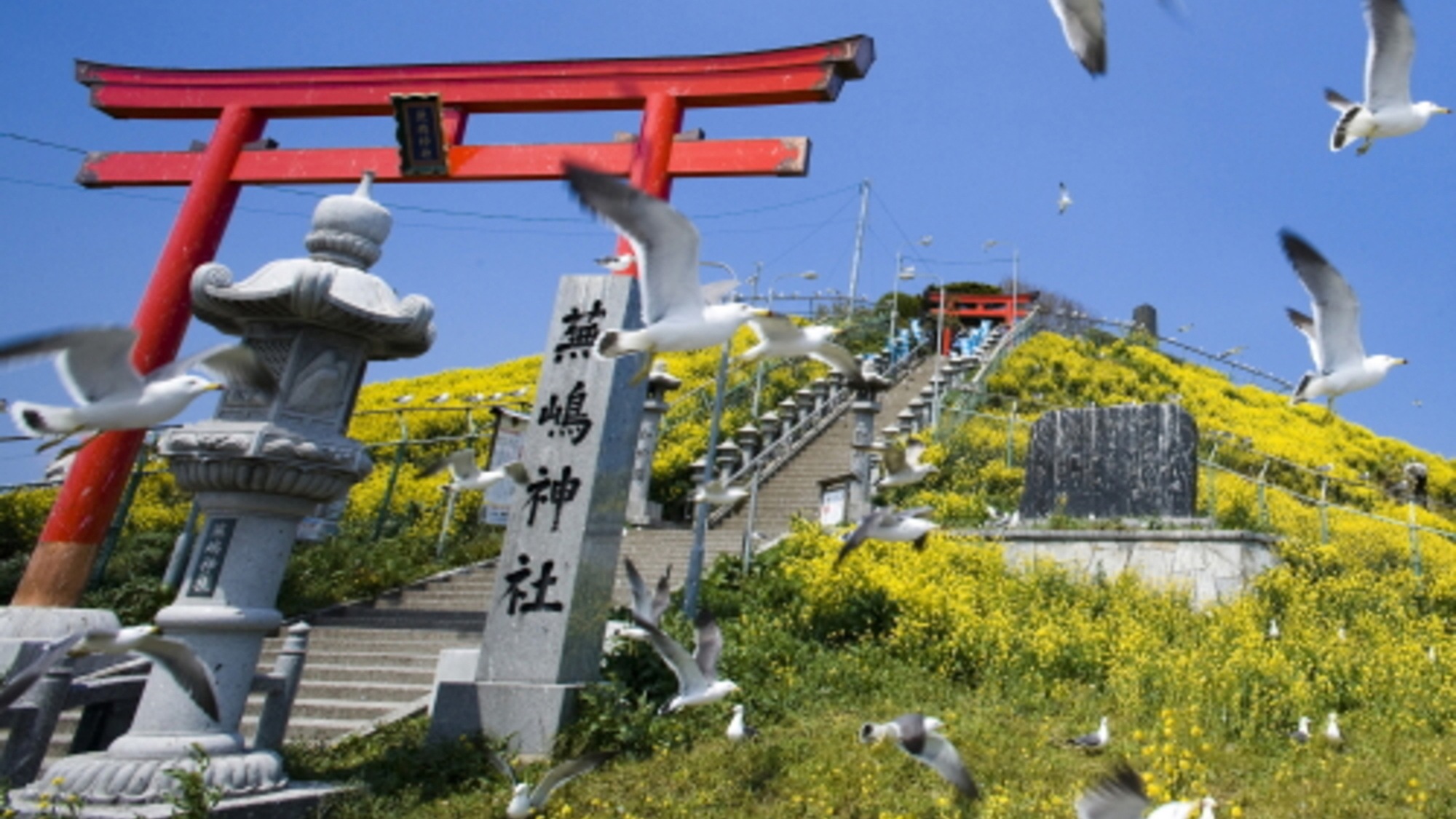 蕪島：三陸復興国立公園の北の玄関口。うみねこ繁殖地として国の天然記念物に指定されています。