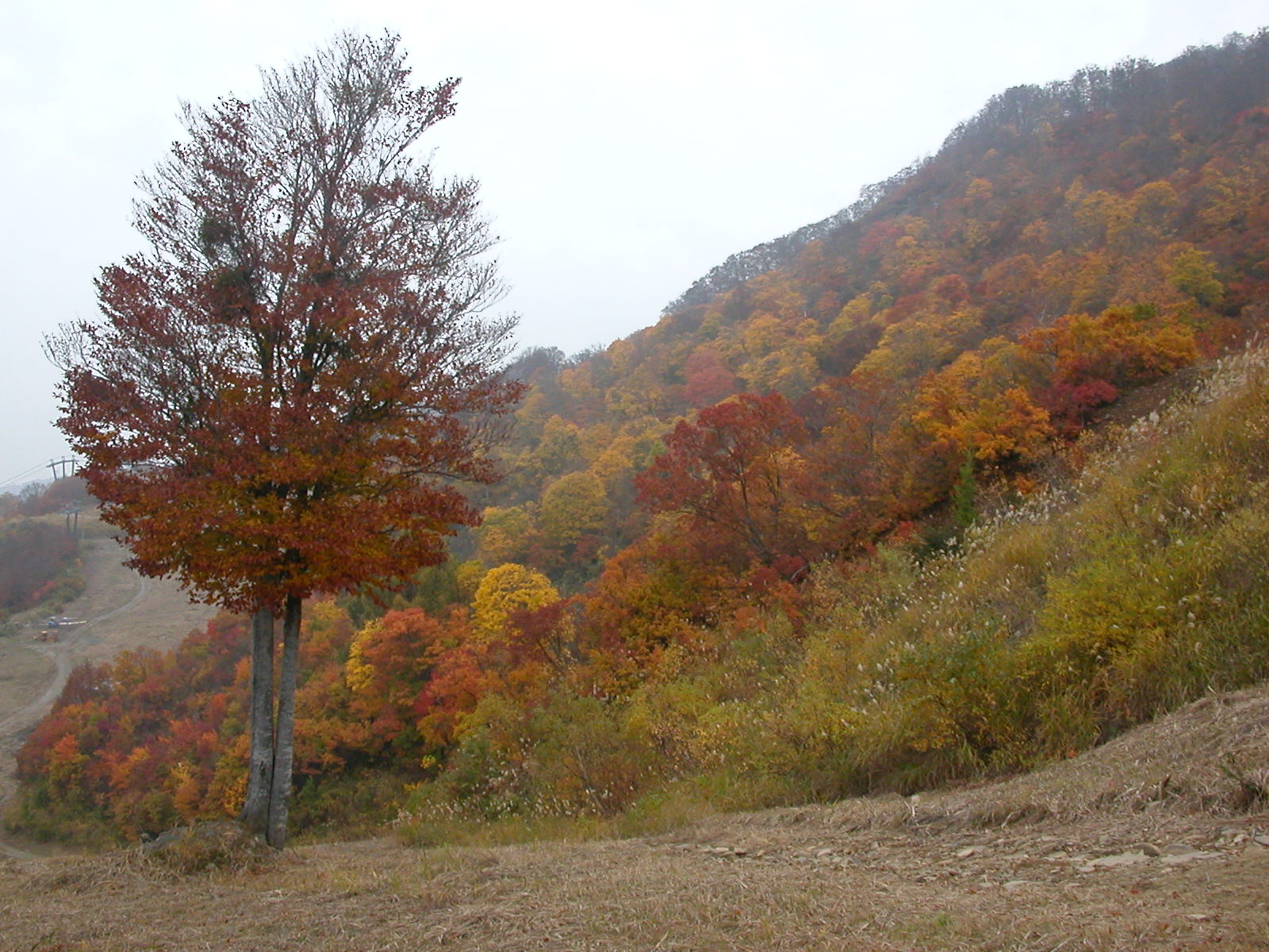 スキー場の紅葉