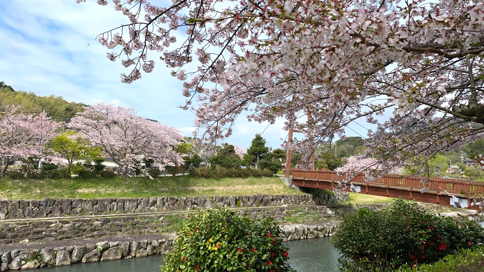 桜の季節、ゆっくり歩きたくなる道があります。