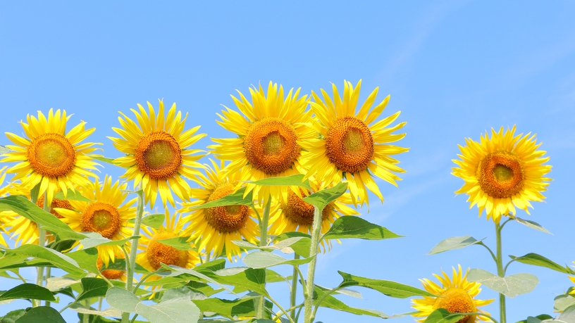 【夏休み特典付】お子様連れファミリー限定☆海水浴にGo！花火あげる♪＝特典：駐車場無料[1泊2食付]