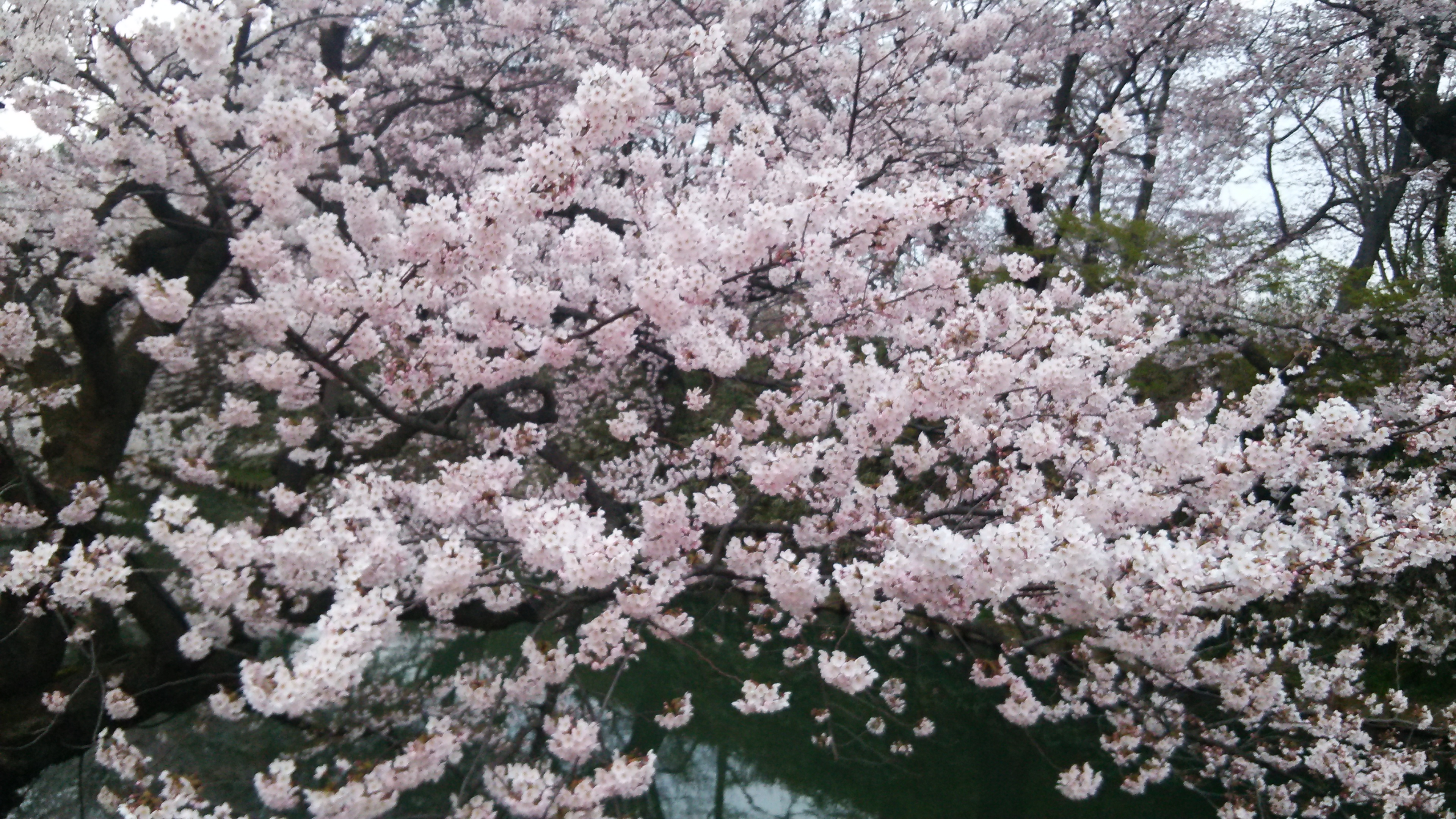 弘前桜祭り画像3