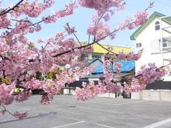 アネックスの駐車場から見た桜です。