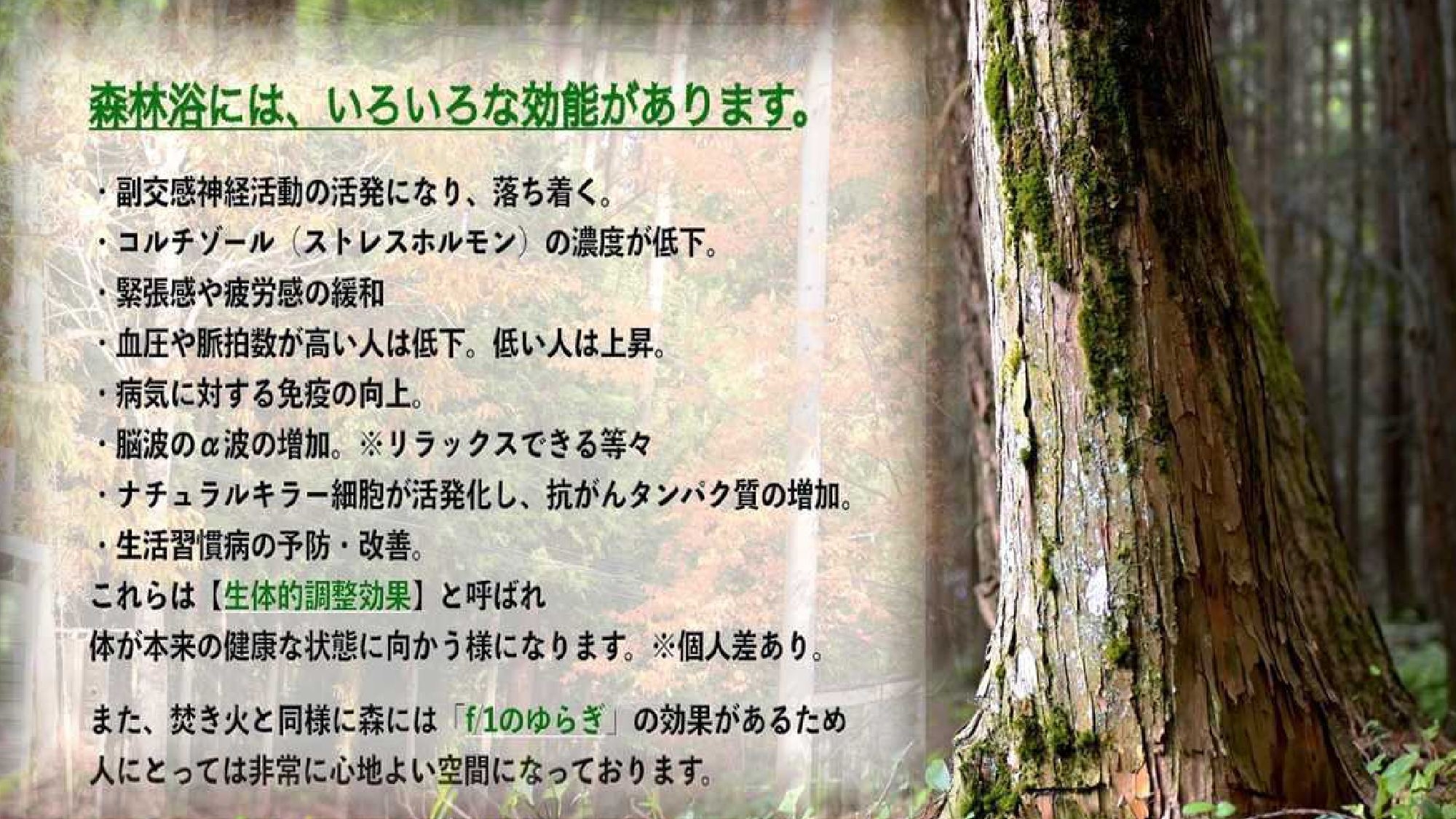 森林フリーサイト（グルキャンおすすめ）※ペット可