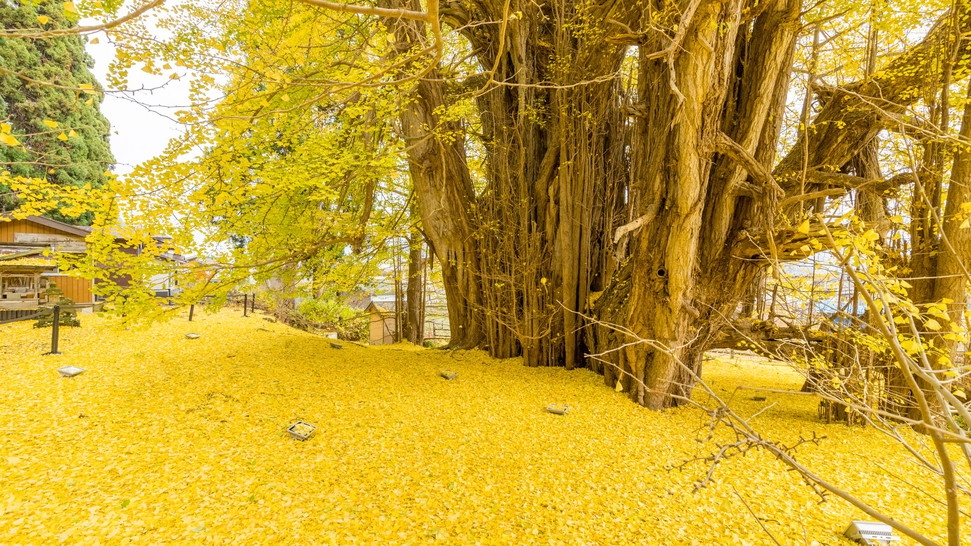 【送迎付】圧巻のビッグイエロー★日本一の大イチョウを楽しむオリジナルビュッフェ〜オールインクルーシブ