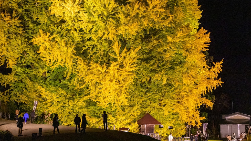 【送迎付】圧巻のビッグイエロー★日本一の大イチョウを楽しむオリジナルビュッフェ〜オールインクルーシブ