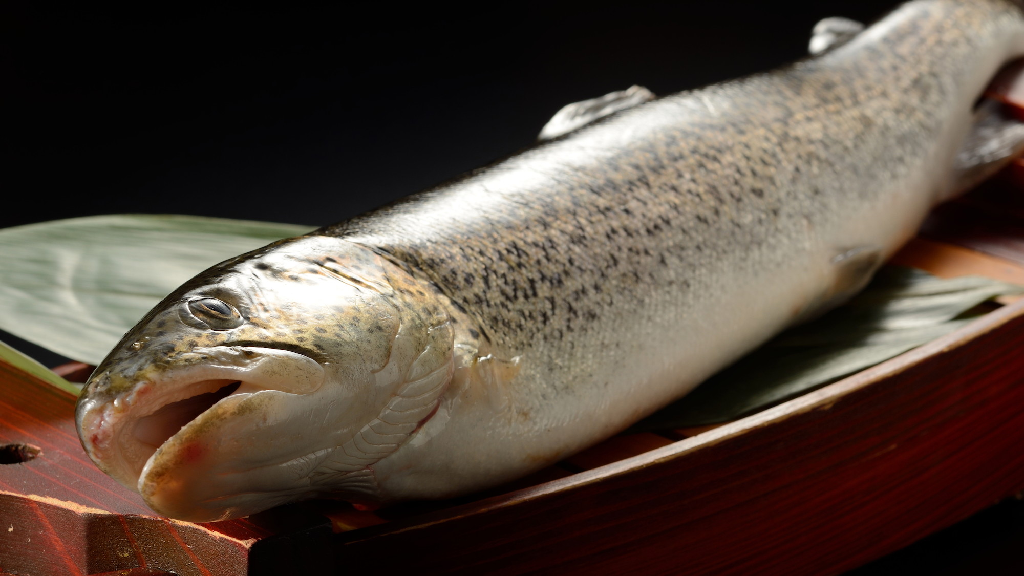 鰺ヶ沢町で、白神山地の清水を使用して養殖されている、幻の魚「イトウ」