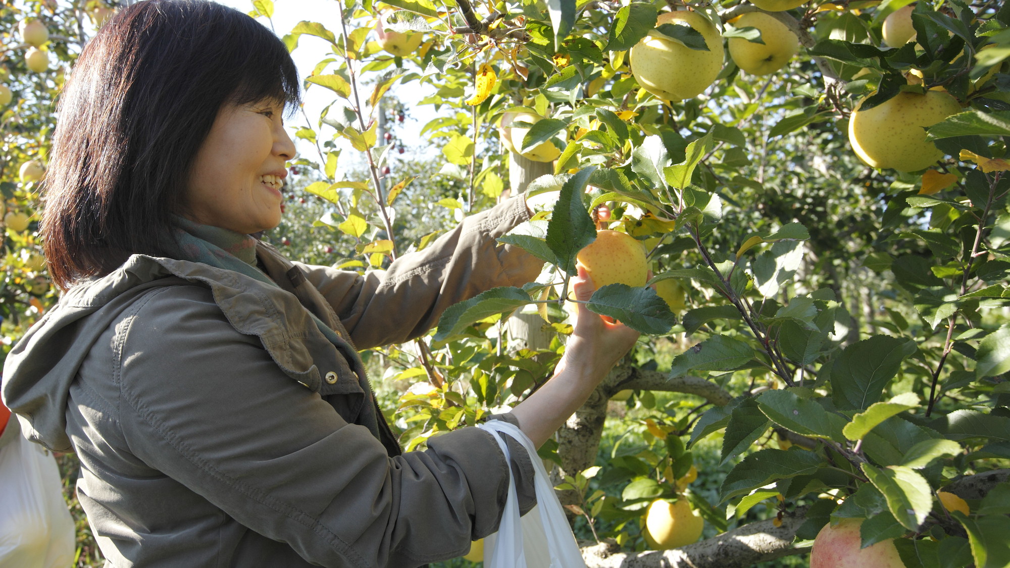 【鯵ヶ沢町】リンゴ収穫体験