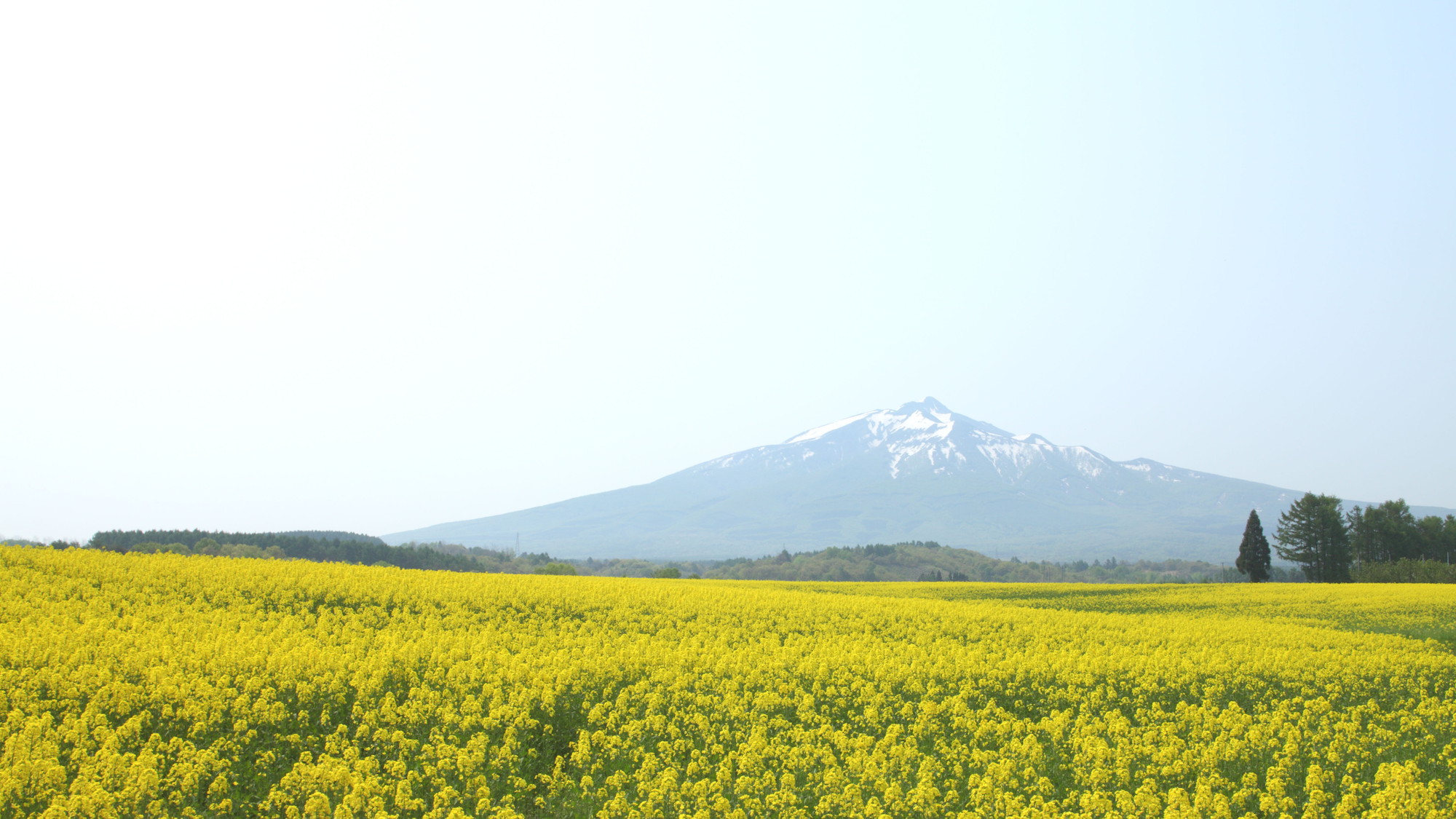 【鯵ヶ沢町】鰺ヶ沢の菜の花畑です。背景は岩木山です