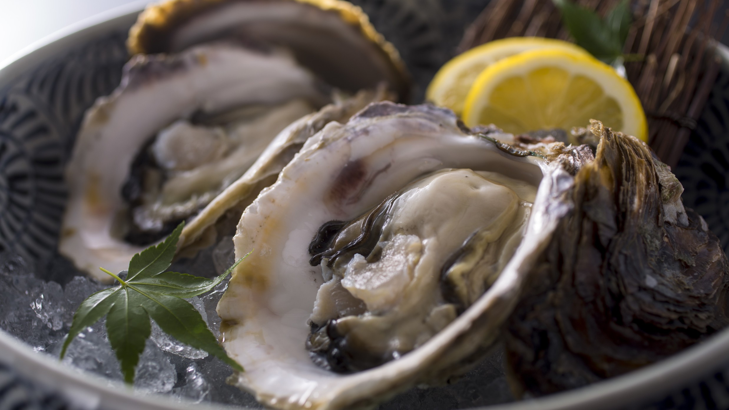 【初夏〜夏限定】ぷりぷりで大粒な身の天然岩牡蠣を食す◆丹後の新鮮な旬の地魚料理×岩牡蠣を味わう！