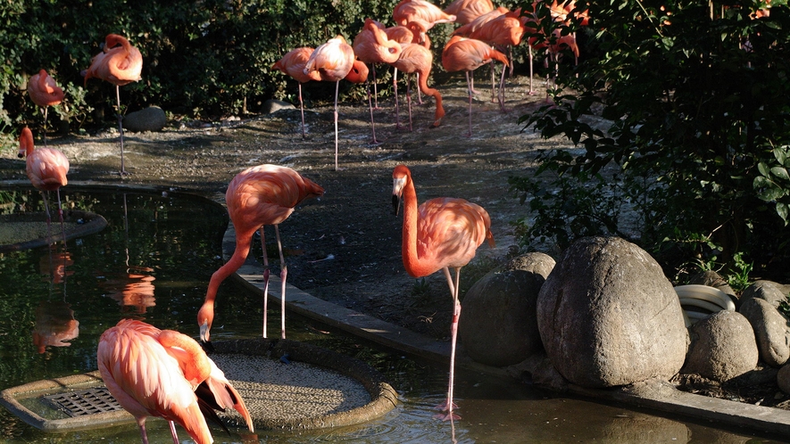 周辺観光｜上野動物園（公共交通機関で40分）