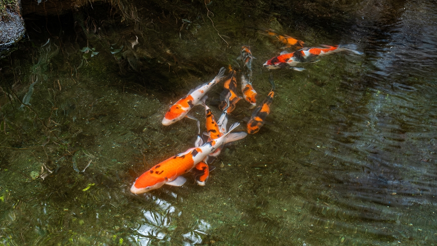 エントランスからお出かけできる庭園。