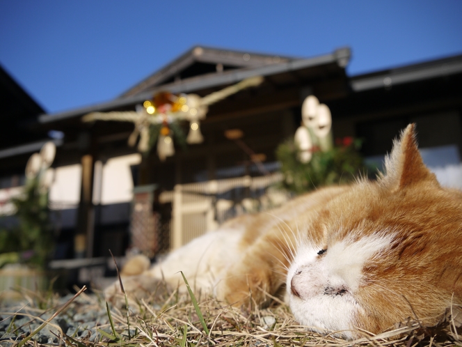 猫の昼寝