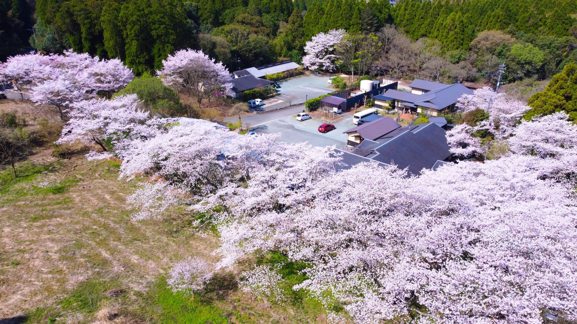 桜空撮写真