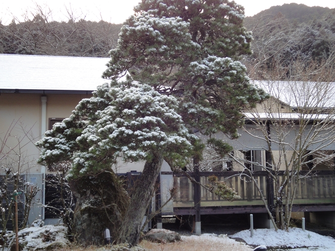 旅館の松の木　雪景色