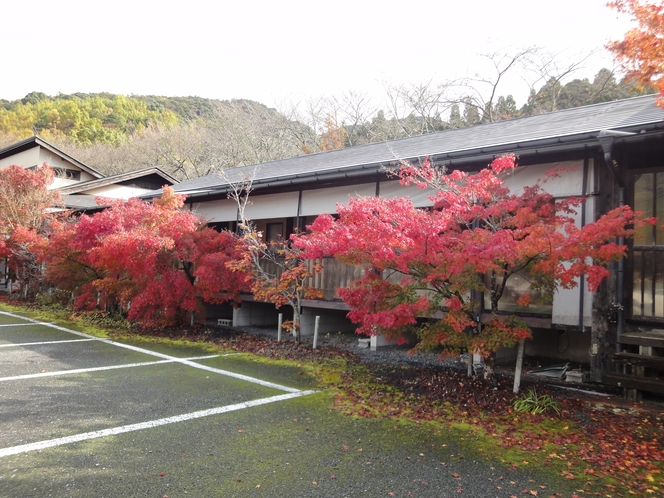 11月中旬頃の紅葉