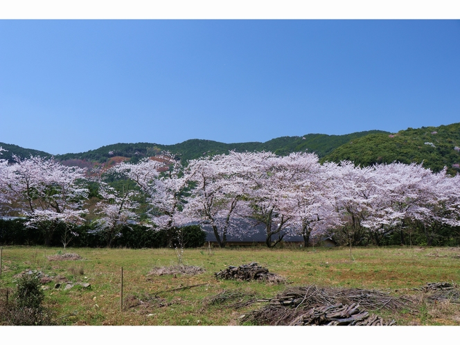 旅館の周り桜満開