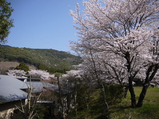 桜の時期は旅館を桜が包む