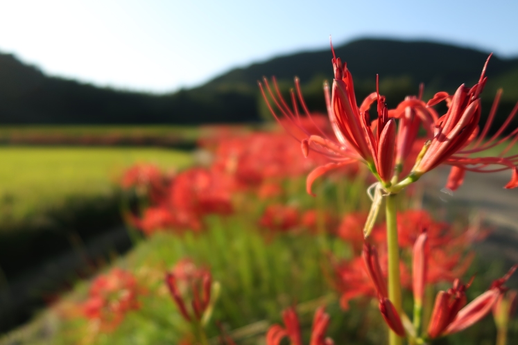 秋の平山田園風景　彼岸花