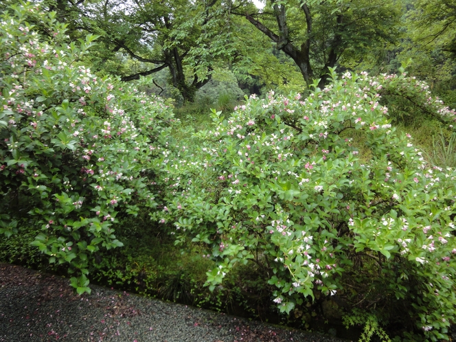 5月の中旬頃卯の花がお部屋から眺めることができる