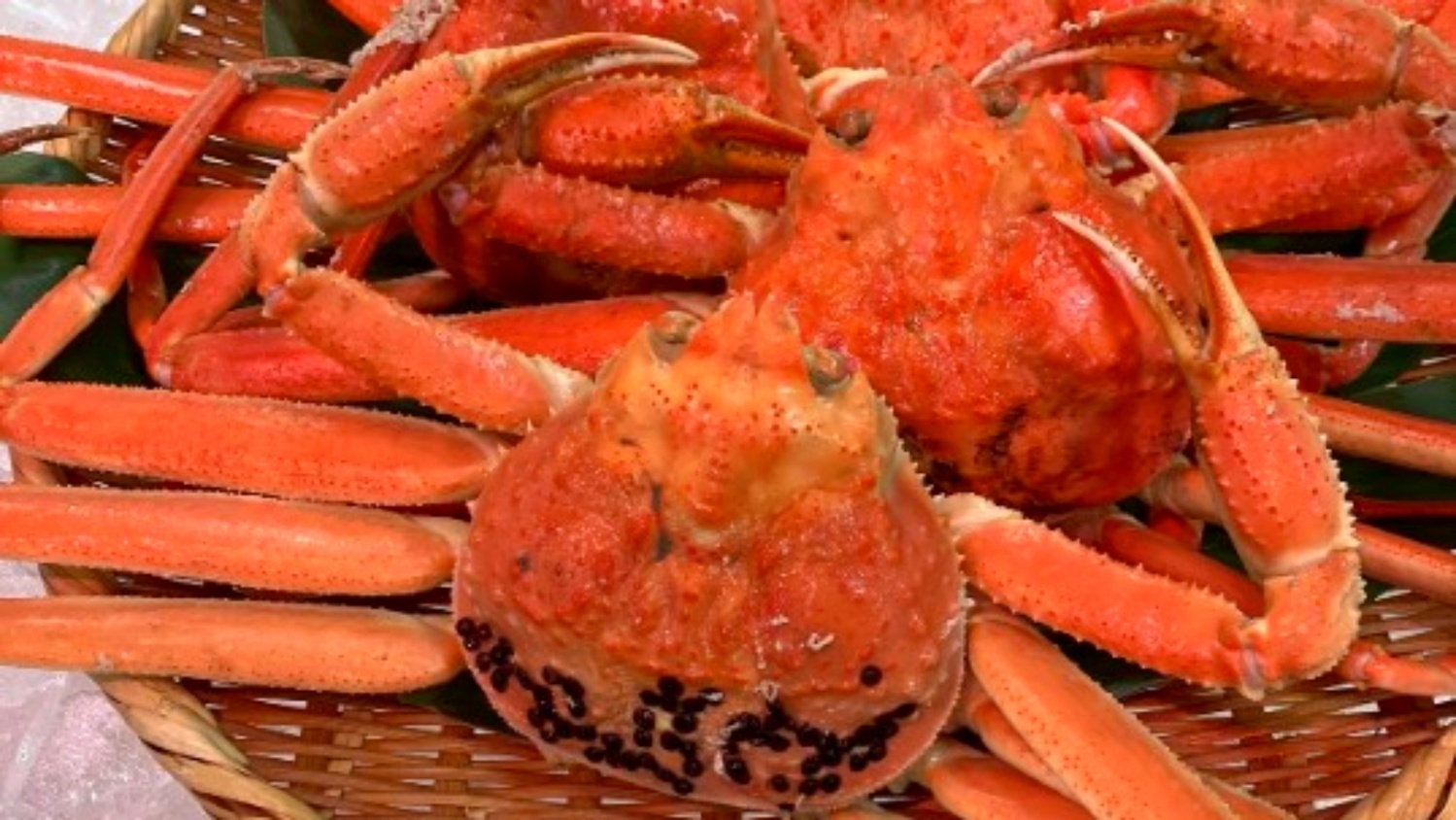 【新潟県産・本ズワイ蟹付】日本海といえばカニ｜期間限定まるごと一杯付スペシャルプラン！