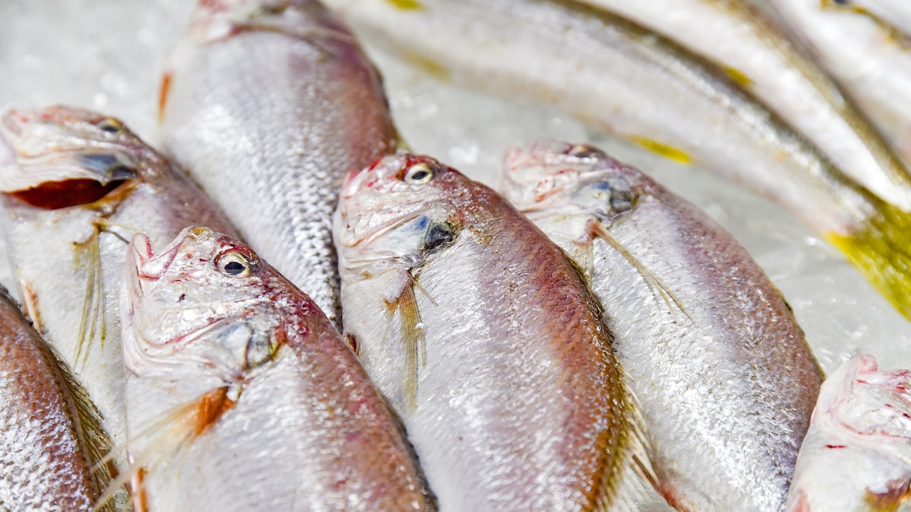 【10％OFF】【楽天スーパーSALE】【当館名物選魚プラン】新鮮なお刺身と焼き魚が選べるプラン