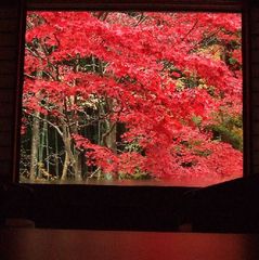 合成写真のよう！けど本物。ぜひ実際に見て頂きたい