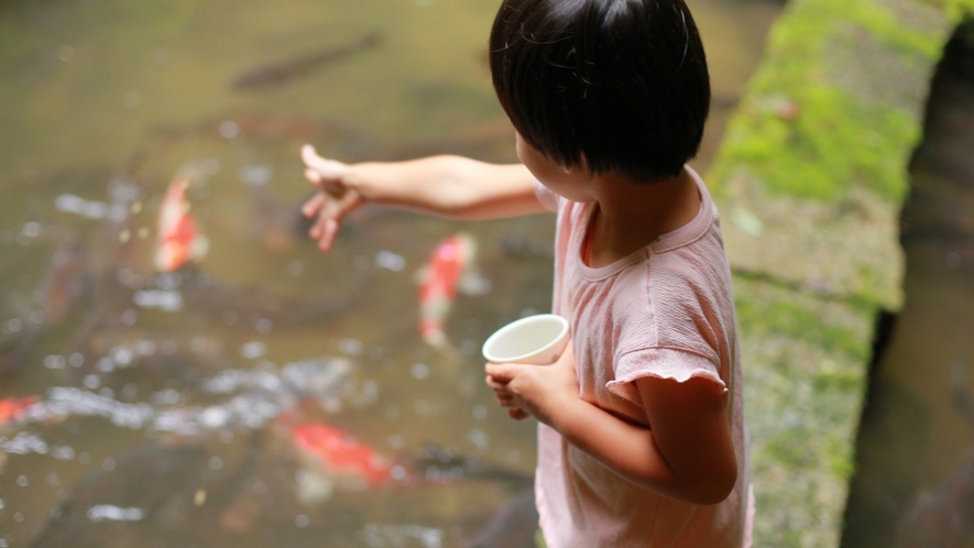 鯉に餌やりはご自由に（12月～3月までは冬眠の為お休み）