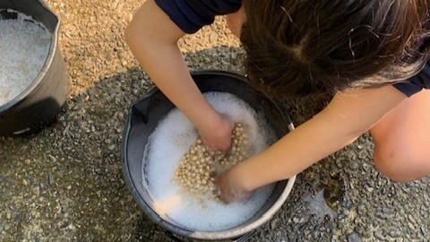 味噌作り2025（大豆を洗う）