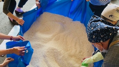 味噌作り2025（麹をほぐす）