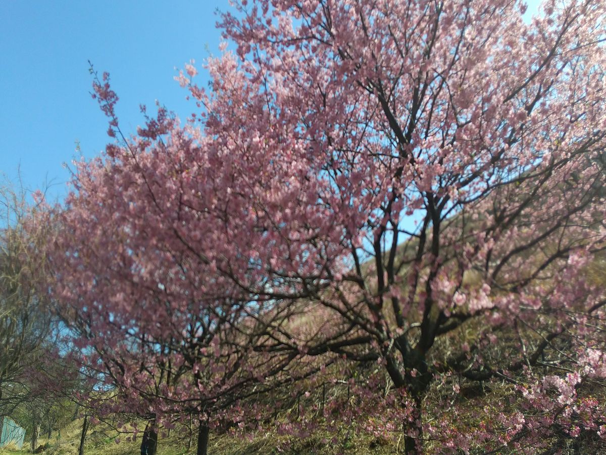 桜の里の城ケ崎桜