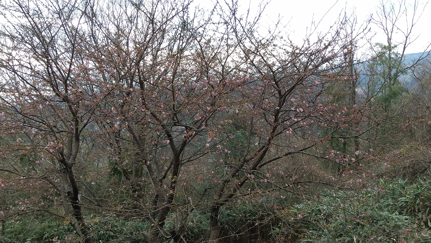 当館前の河津桜