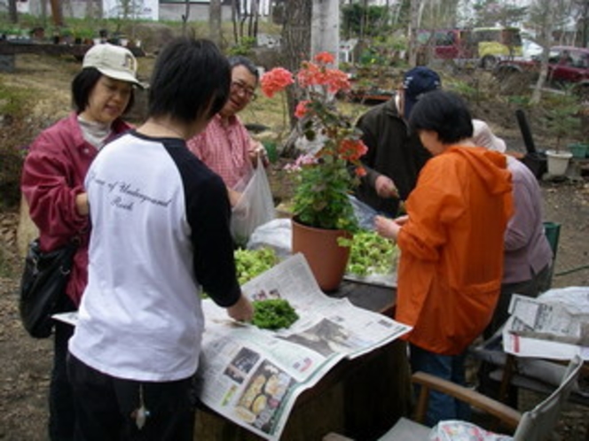 *【パフィオの庭】春にはたくさん山菜を採って、お庭で選別しています。