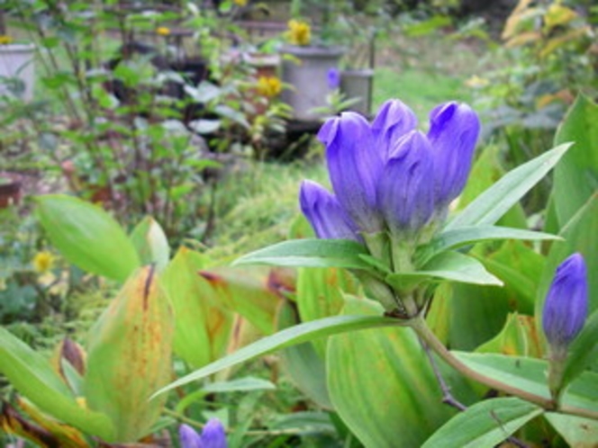 *【パフィオの庭】毎年咲いている「リンドウ」は、青紫色がとてもきれいです。