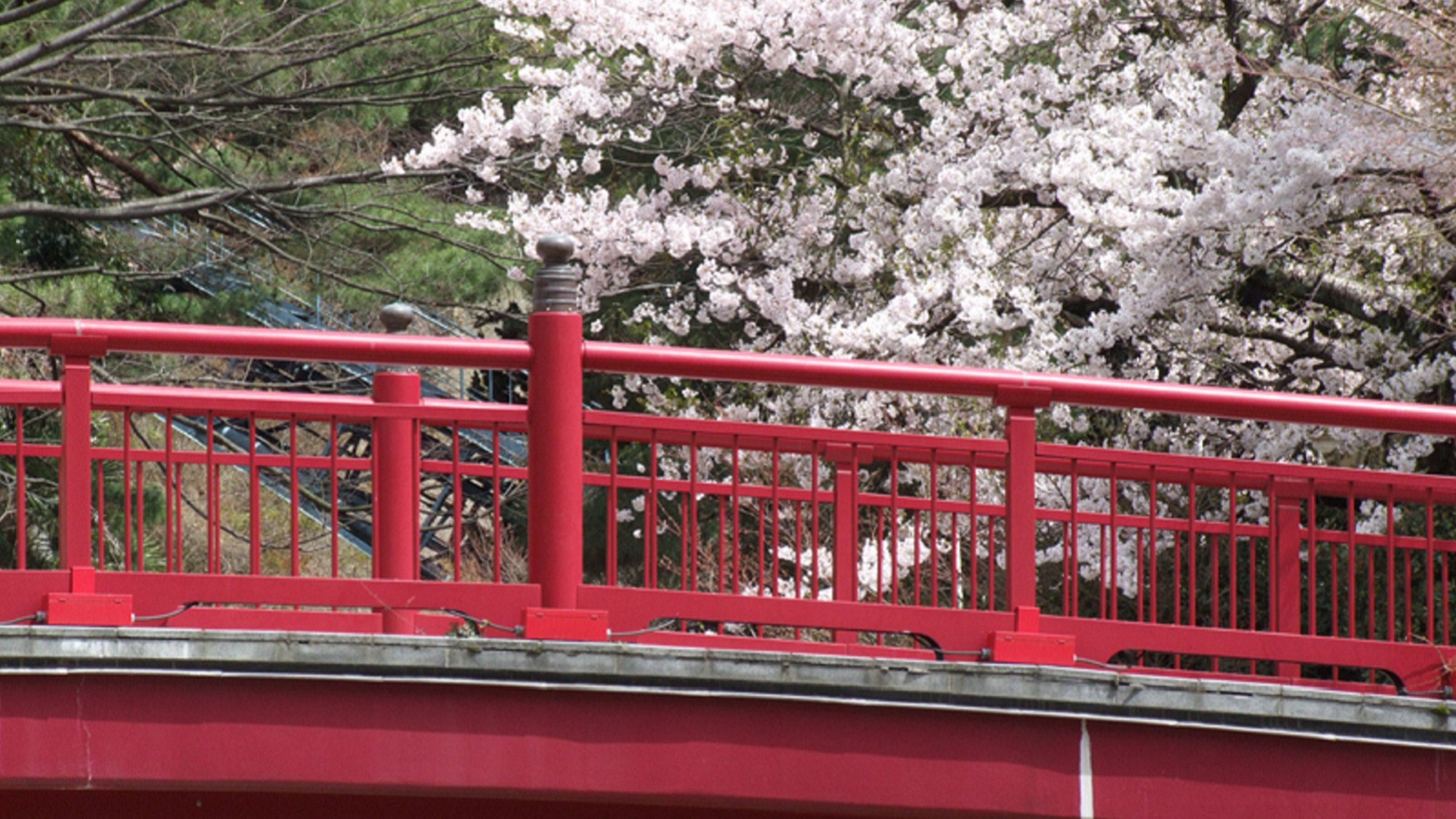 有馬橋と桜