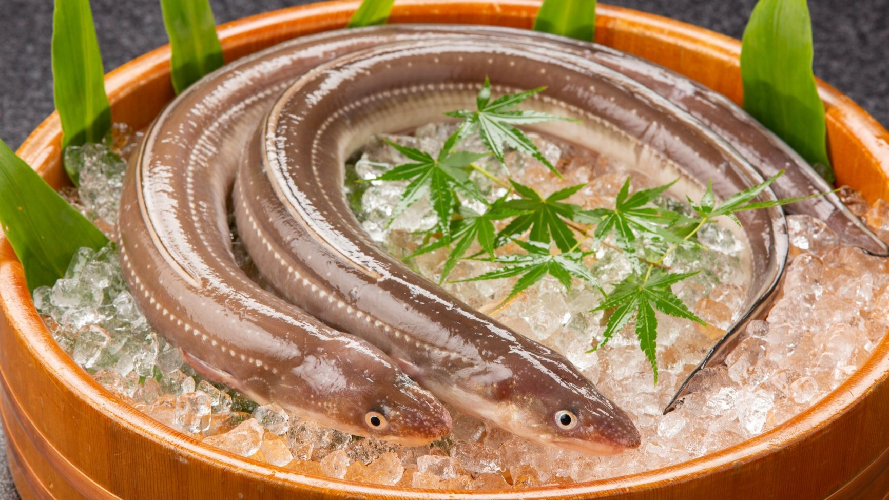 日本海で水揚げされる活アナゴ