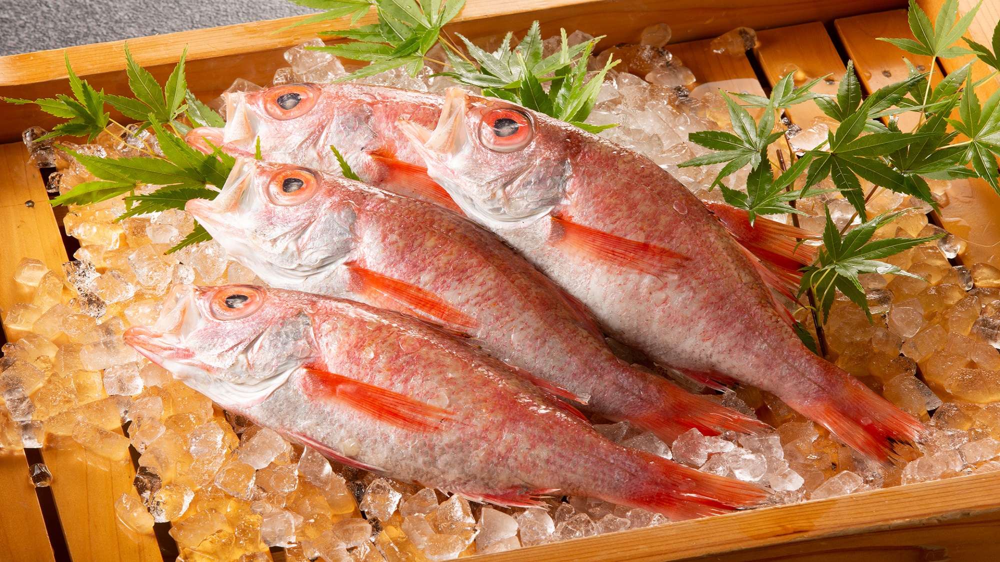 柴山港で水揚げされたノドグロ