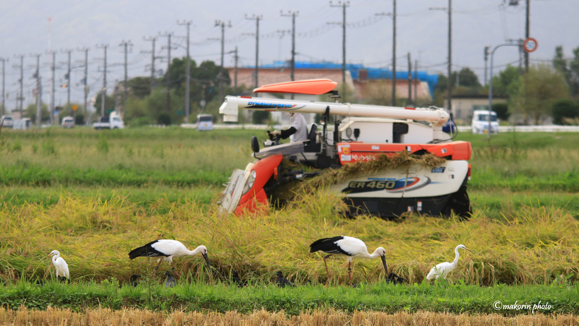 稲刈りとコウノトリ