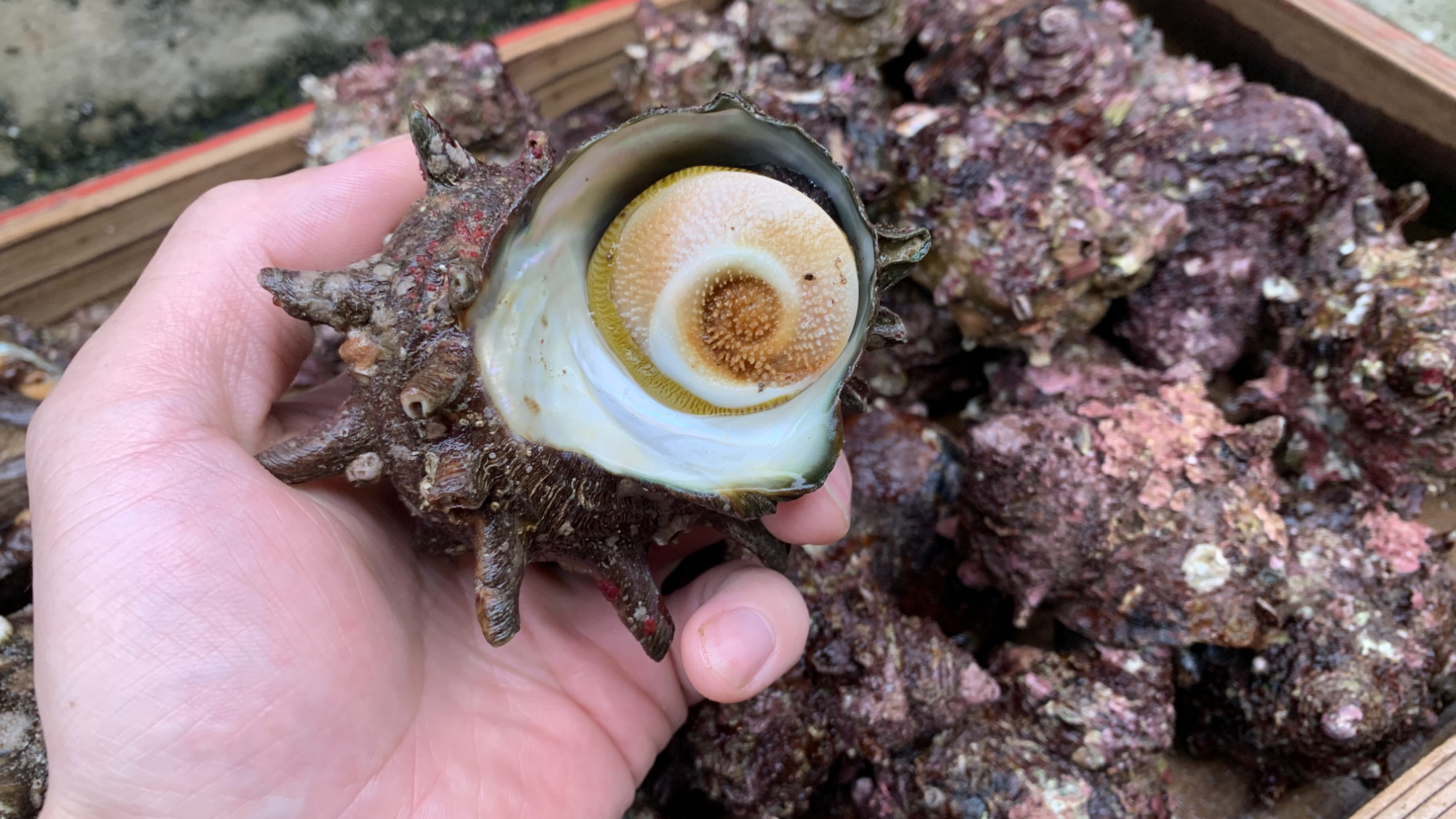 柴山港のさざえ