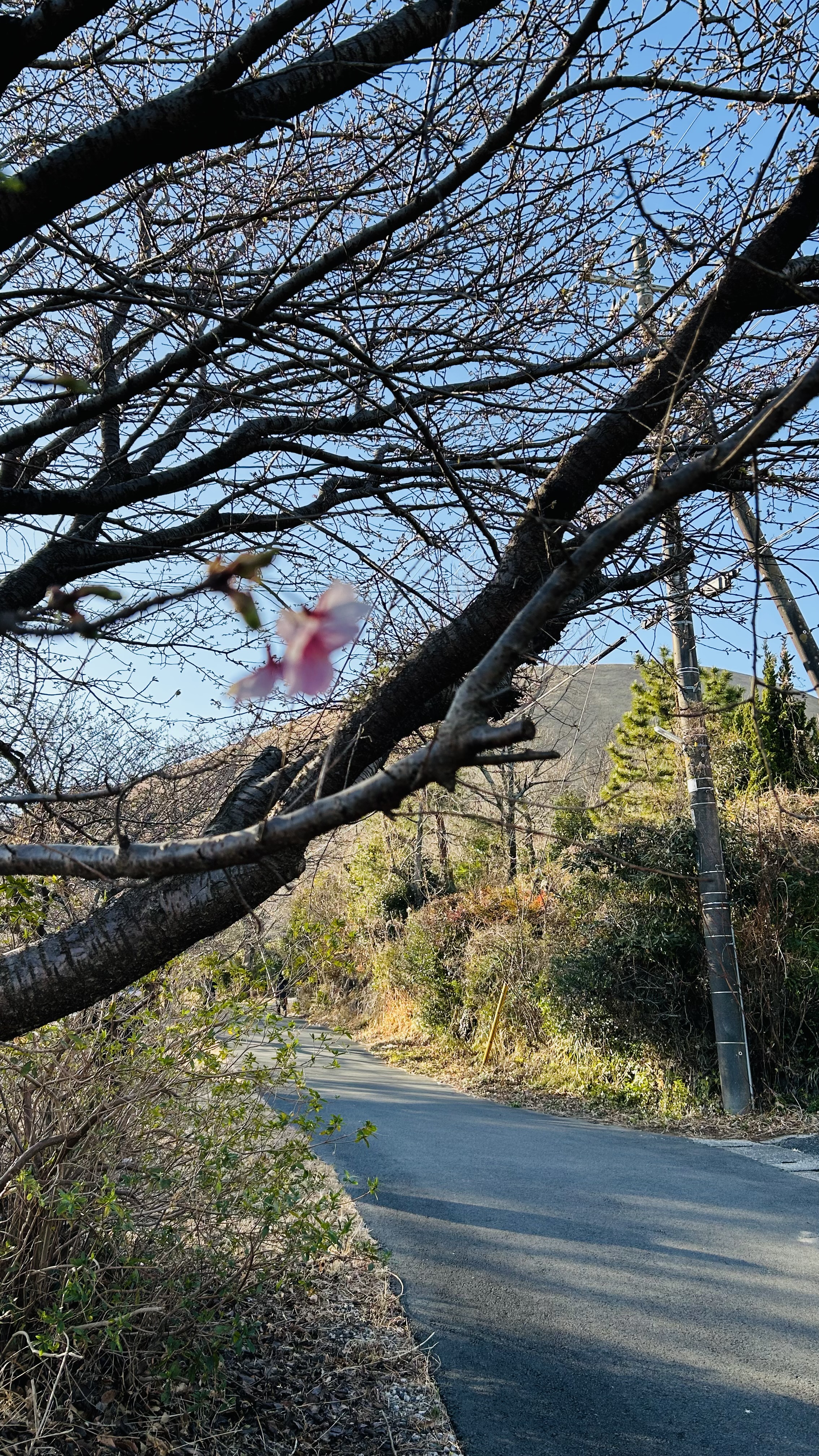 伊東小室桜