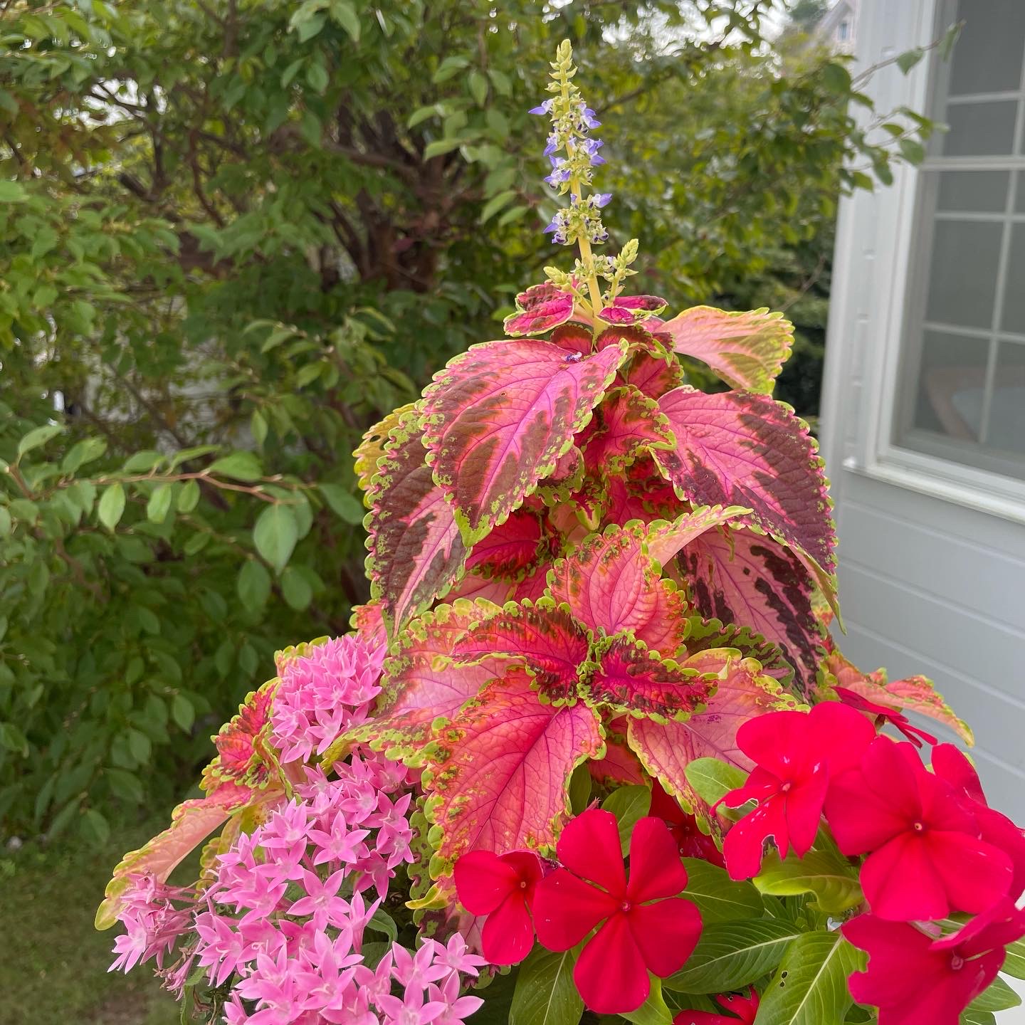 遊タイムの花