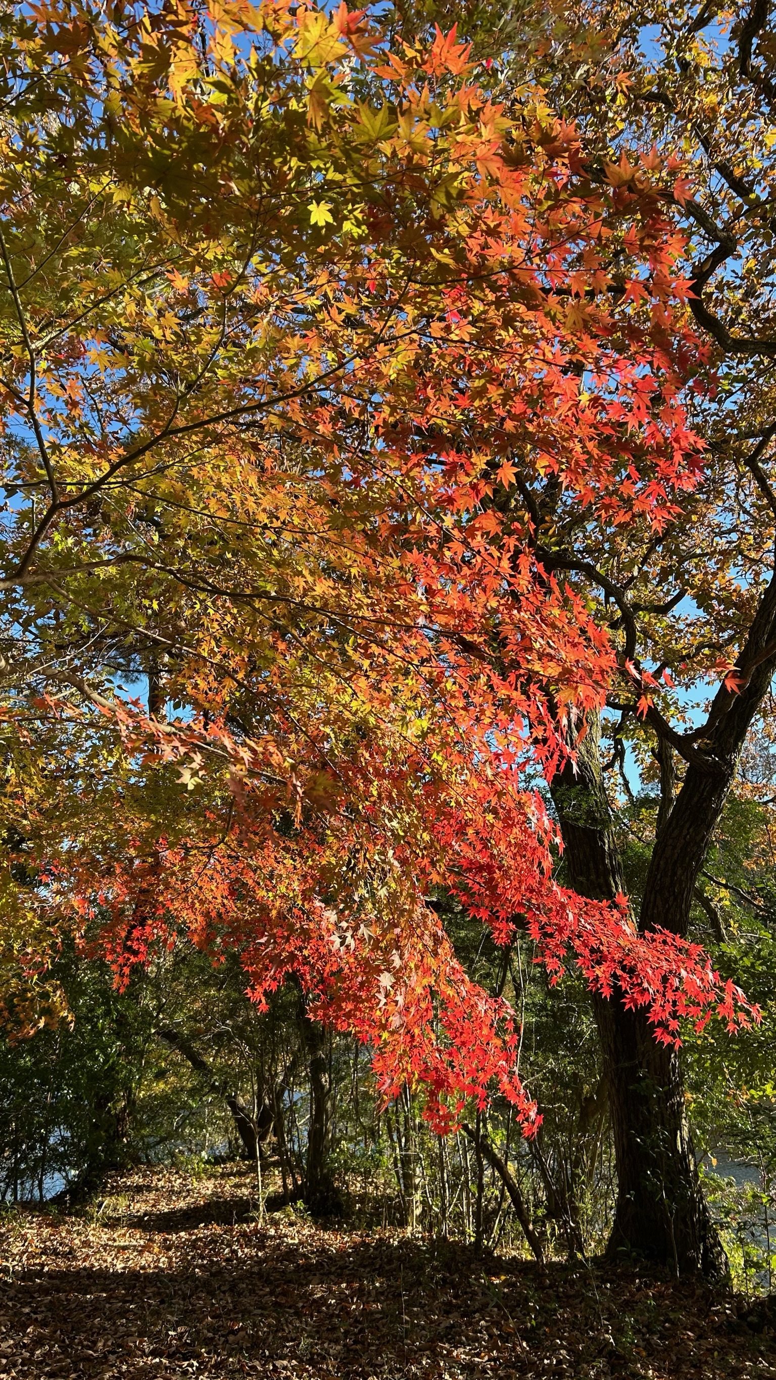 一碧湖の紅葉