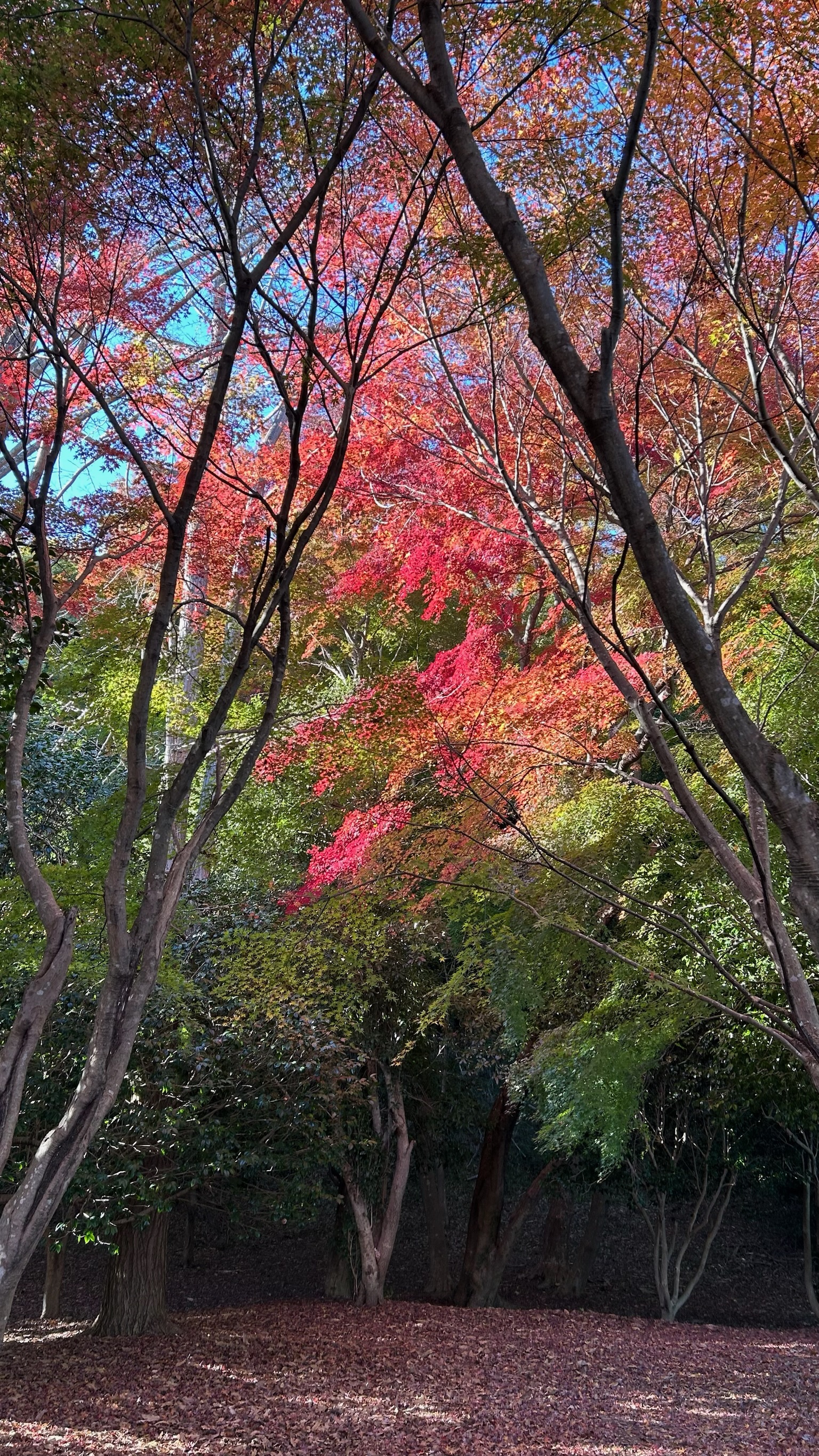 一碧湖の紅葉