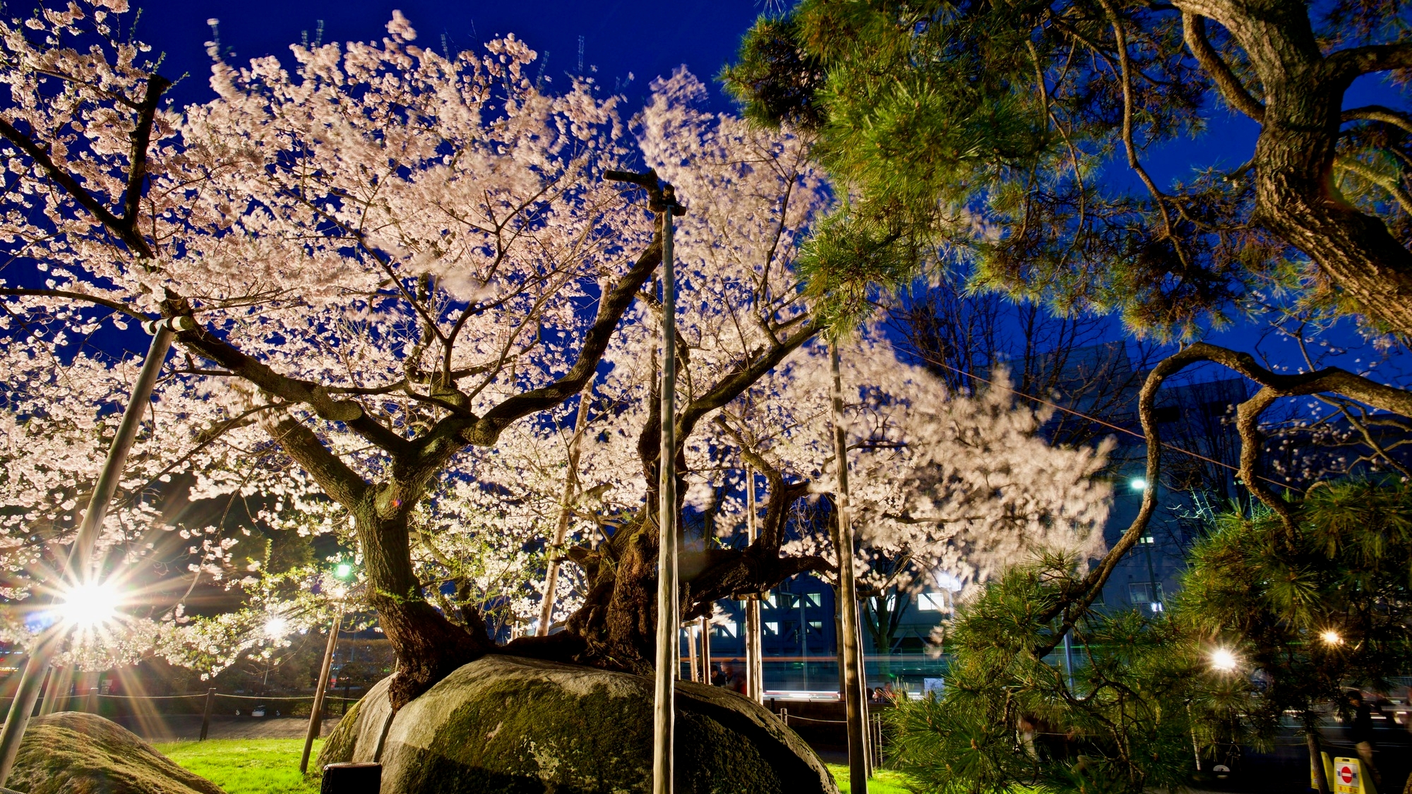 【当館から徒歩約25分】石割桜
