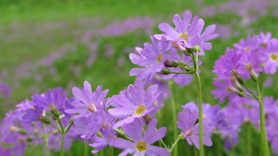 ・＜自然＞ハクサンコザクラ：6月～8月が開花時期・見ごろとなり、紅紫色で2ｃｍ程の花冠が可憐です