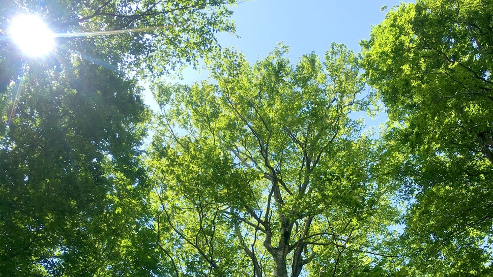 ブナ自然林