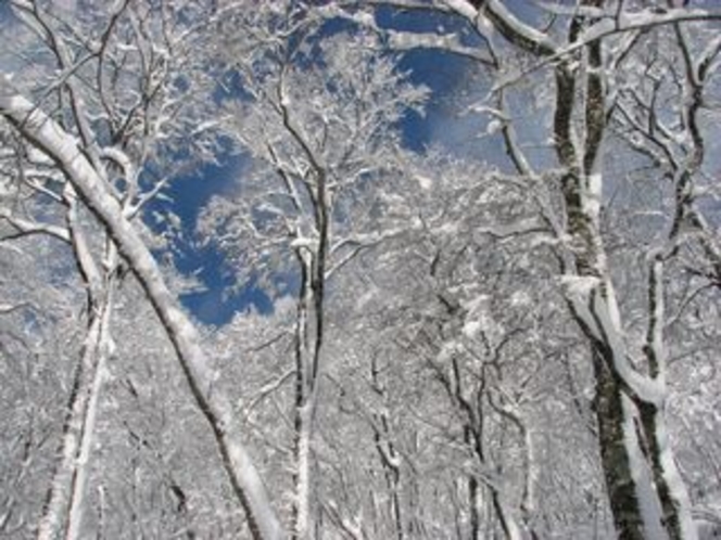 ブナ林と青空（冬）
