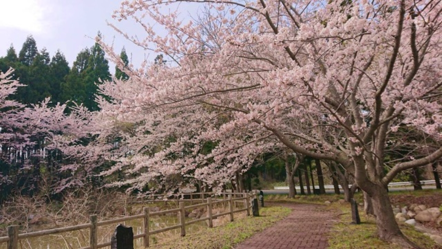 園内の桜