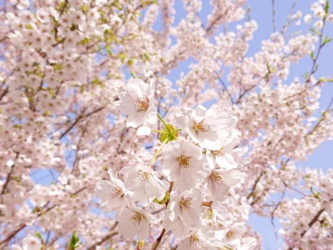 園内の桜